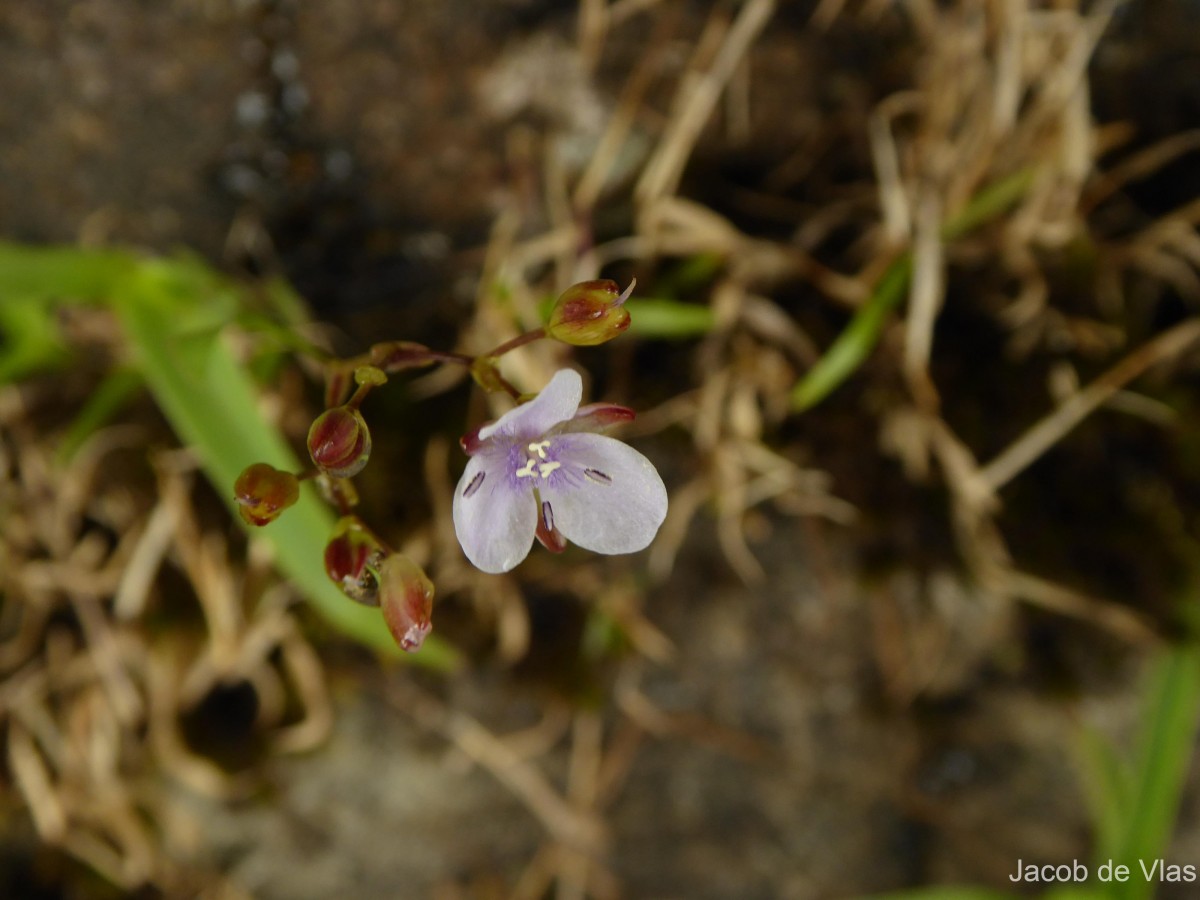 Murdannia esculenta (Wall. ex C.B.Clarke) Abeyw.